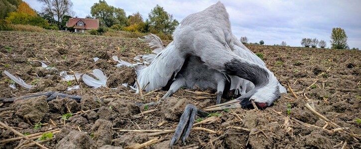 Wenn hier kein Bild angezeigt wird, musst Du die Anzeige von Bildern freischalten!