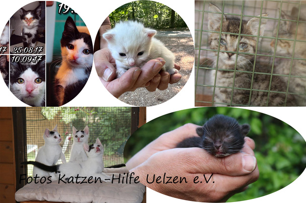 Kleinanzeigen, bitte auch die Vereine unterstützen!