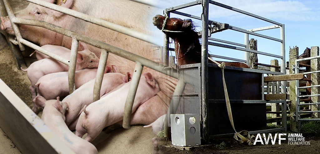 Gesetzliches Verbot für Qualhormon PMSG! Gesetzliches Verbot für Qualhormon PMSG!